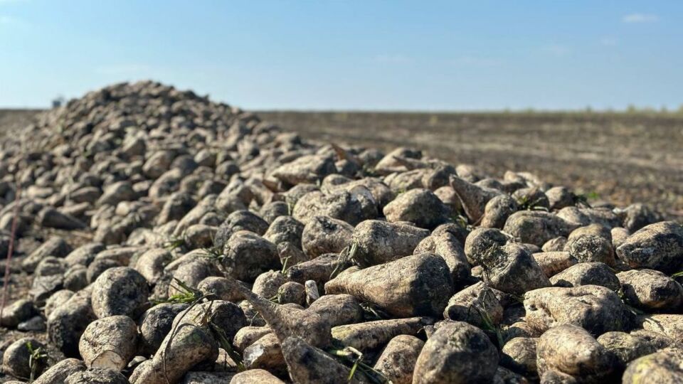 Свыше 1,5 млн тонн сахарной свеклы накопали в Беларуси