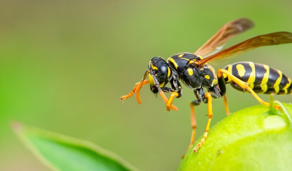 Что делать, если укусила оса: народные средства
