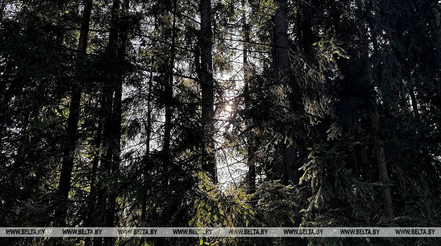 В Мстиславском районе ищут потерявшегося в лесу мужчину