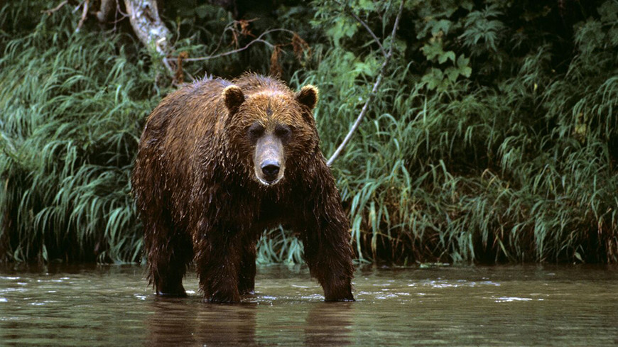 В Японии число нападений медведей на людей достигло рекордного уровня