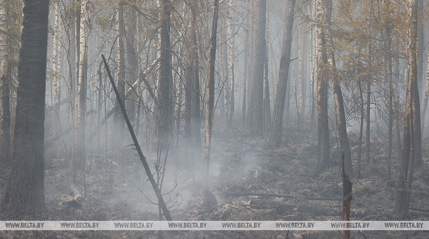 Австралия и Новая Зеландия объявили чрезвычайную пожарную опасность из-за ветра и жары 