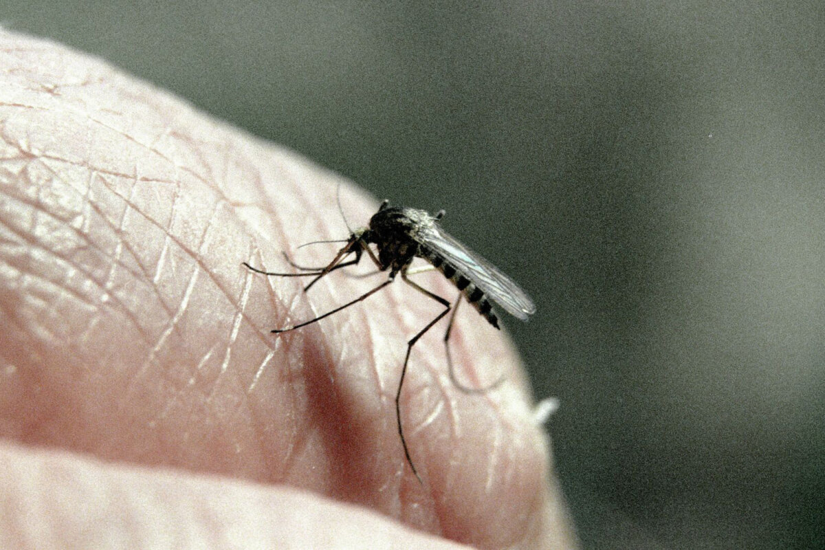 В Гонконге зафиксирован первый случай местного заражения лихорадкой чикунгунья