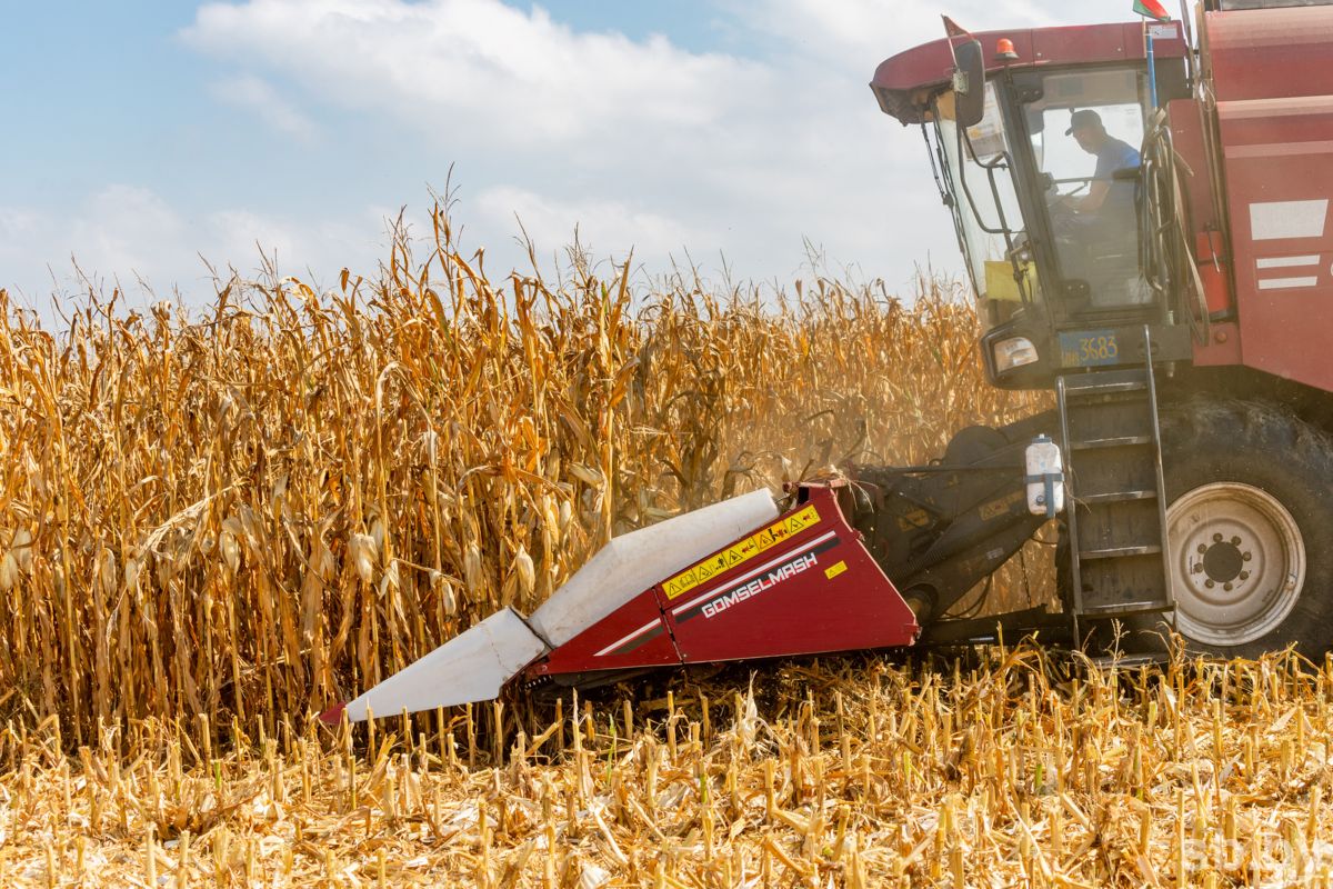 Более 9,5 миллиона тонн зерна вместе с рапсом и кукурузой намолотили аграрии Беларуси