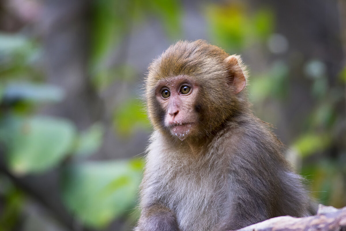 В США сбежали лабораторные обезьяны, переносящие гепатит С и COVID