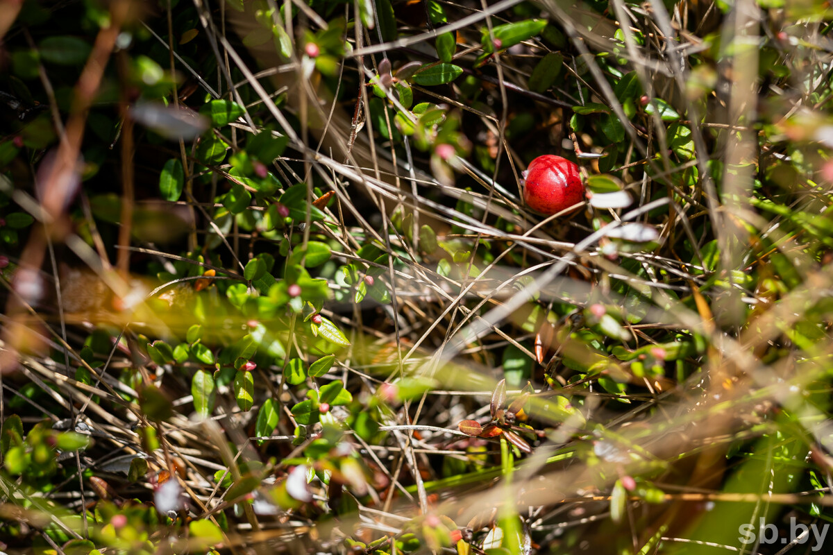 Сотрудники МЧС спасли заблудившуюся пенсионерку в Докшицком районе