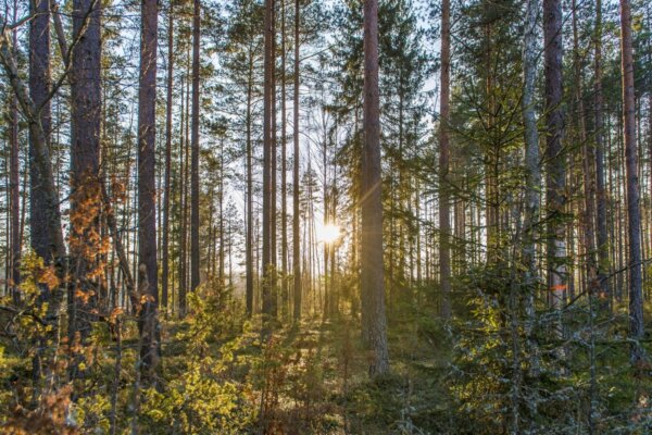 Народные приметы на 22 октября 2026 года: что нельзя делать в день Якова Дровопильца