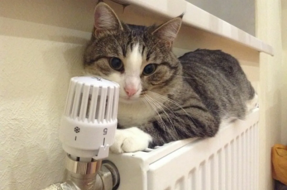 Холодный  расчёт