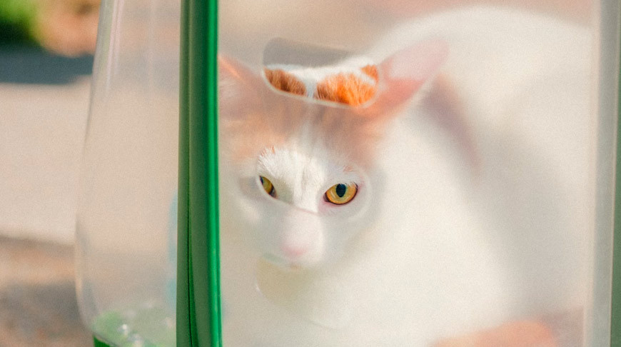 Каких животных можно перевозить в городском пассажирском транспорте?