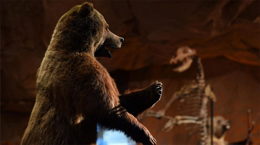 Палеонтологи нашли новый вид древнего гигантского медведя 