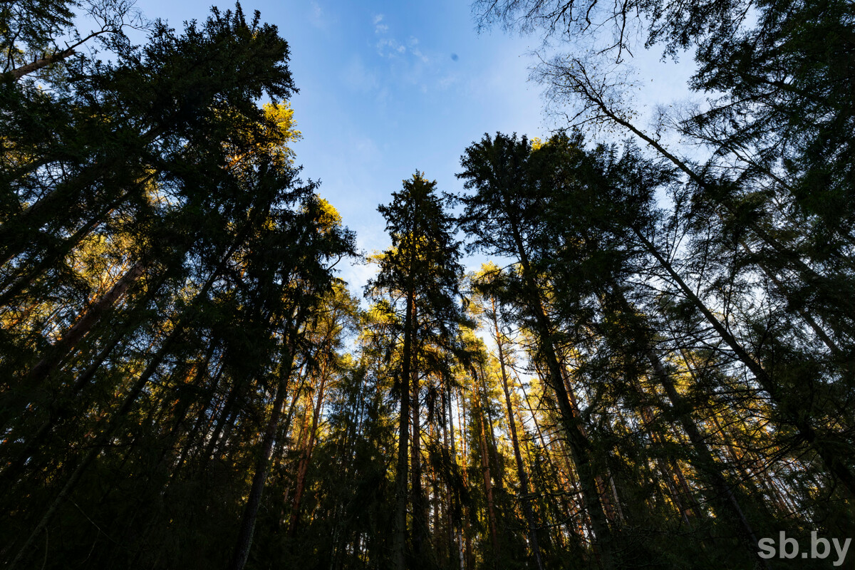 В Пуховичском районе три человека заблудились в лесу — потребовалась помощь работников МЧС