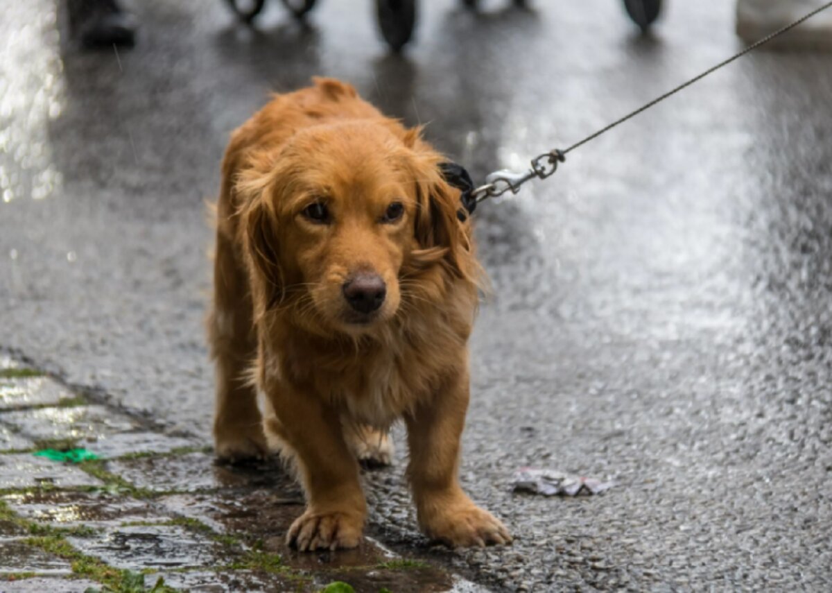 О необходимости своевременной регистрации домашних животных напомнили в УКП «Жилкомхоз»