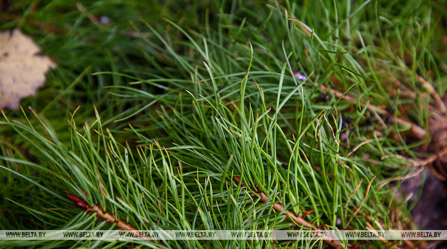 Гуляла и заблудилась. Спасатели помогли пенсионерке в Чашникском районе выйти из леса