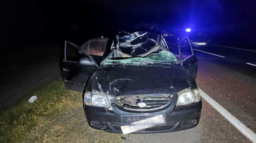 Судебные эксперты назвали причину гибели пассажира легковушки при ДТП с лосем под Калинковичами