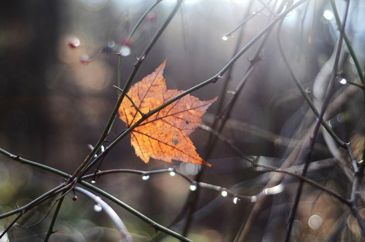 Небольшие осадки и слабый гололед ожидаются в Беларуси 20 декабря