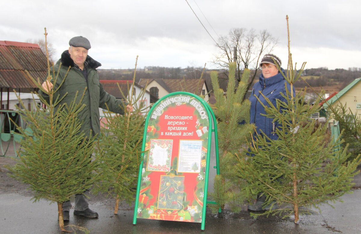 Белыничский лесхоз начал предпраздничную продажу новогодних деревьев