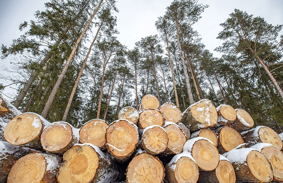 О потребности в древесине, реализуемой вне биржевых торгов, на 2026 год