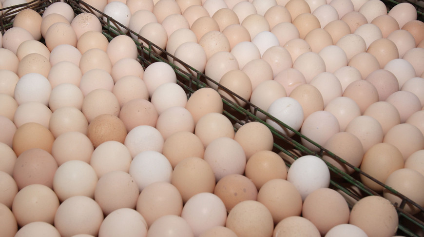 Сколько сельхозпродукции произвели в Беларуси за 2025 год, рассказали в Белстате