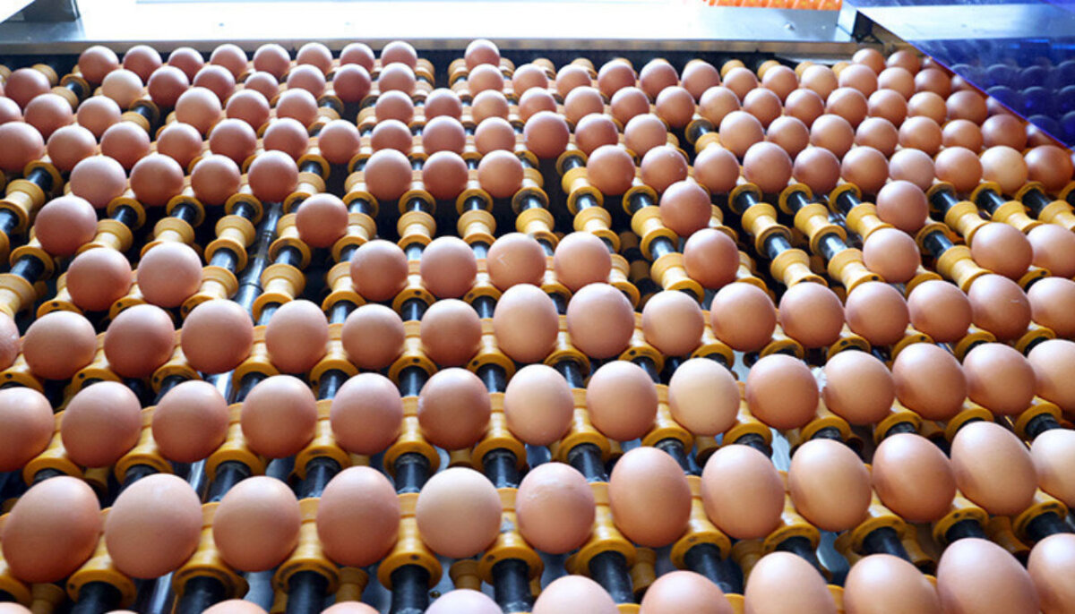 Требования к реализации товаров животного происхождения на рынках утвердили в Беларуси 