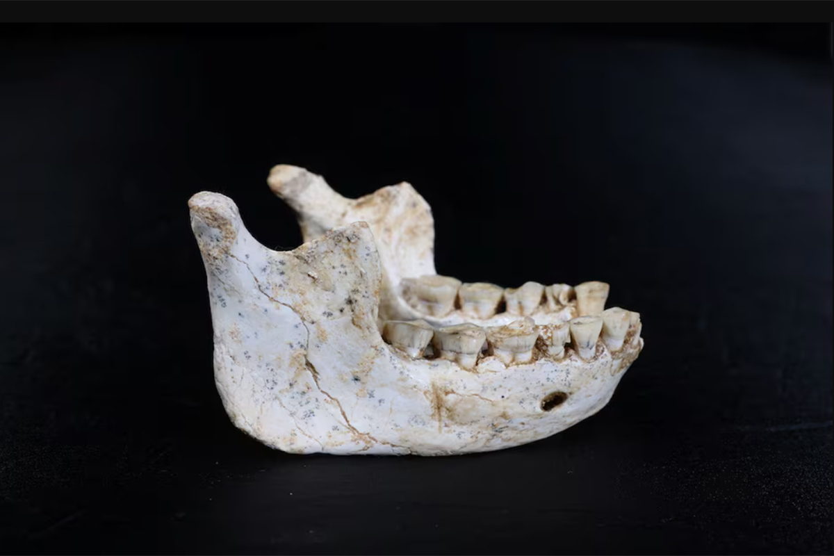 В Марокко обнаружили окаменелые останки возможного общего предка Homo sapiens, неандертальцев и денисовцев