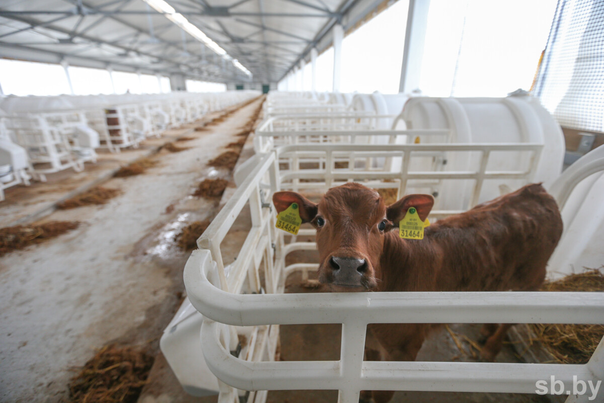 В Беларуси собираются возвести 48 современных МТК и более 500 профилакториев для телят