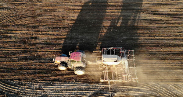 Сахарная свекла в Беларуси посеяна на 95% площадей