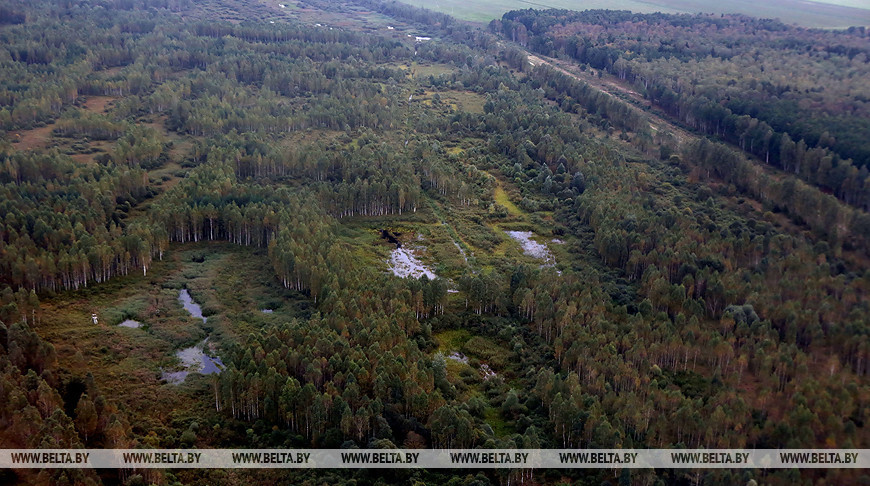 В Мядельском районе ищут потерявшуюся в лесу пенсионерку