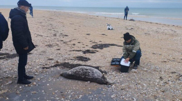 Около 100 мертвых тюленей обнаружили на побережье Каспийского моря в Казахстане