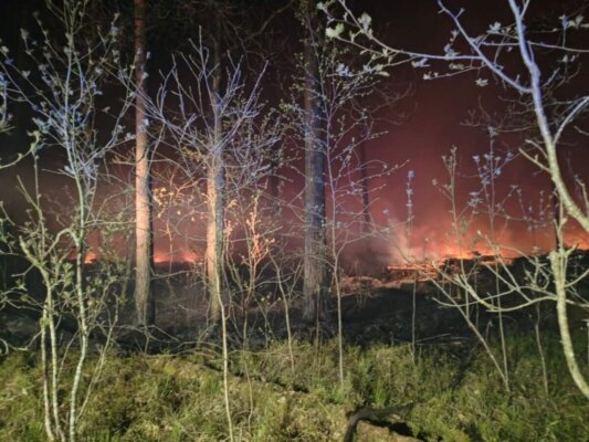 Ограничения на посещение лесов действуют во всех районах Беларуси