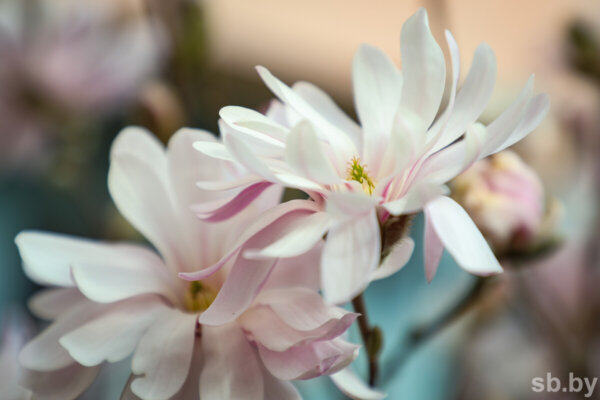 Знаете ли вы, какие агропроцедуры показаны магнолии во время вегетации, особенно весной?