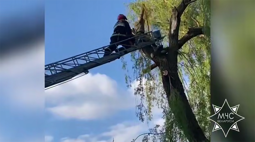 Веткой зажало ногу. В Дятлово спасатели помогли застрявшему на дереве мужчине 