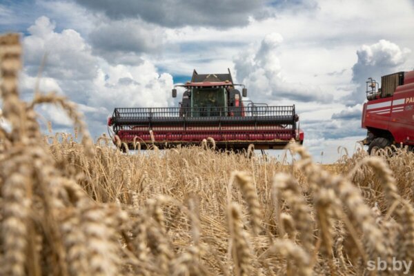 Финишная прямая: аграрии Беларуси убрали 99 % площадей зерновых и рапса